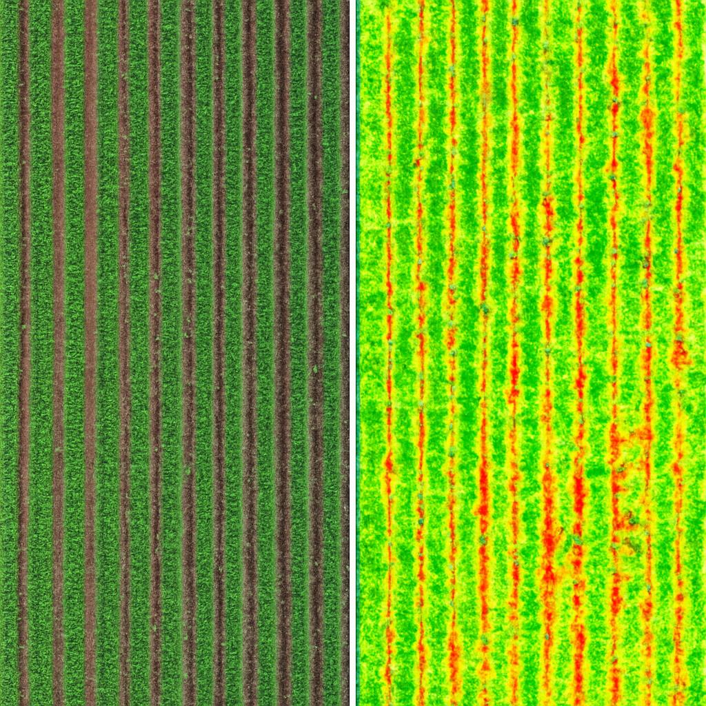 Crop Health Monitoring